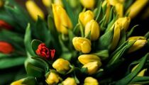 Международный женский день в ресторане Мамалыга на Казанской