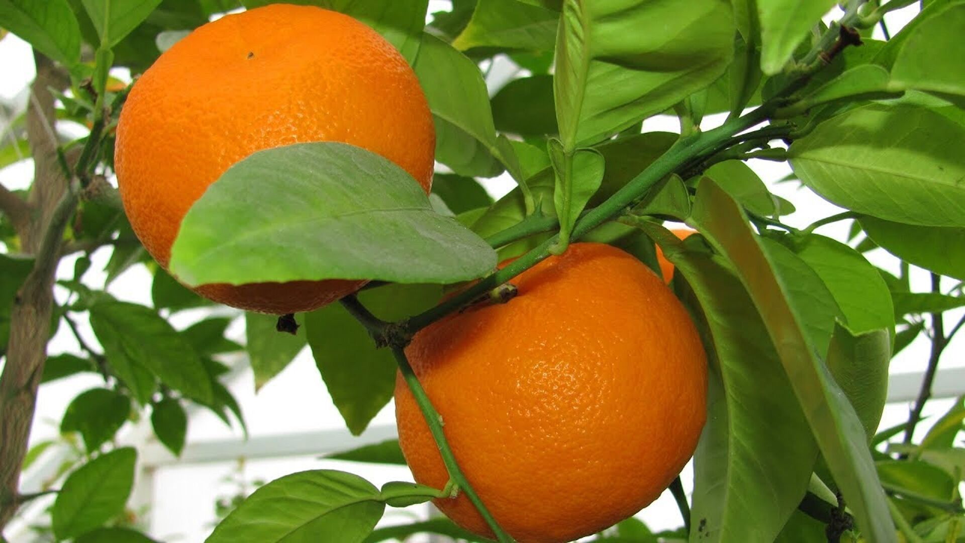 Рассада мандарина. Мандарин Кераджи. Мандарин уншиу. Citrus sinensis ‘Valencia’.