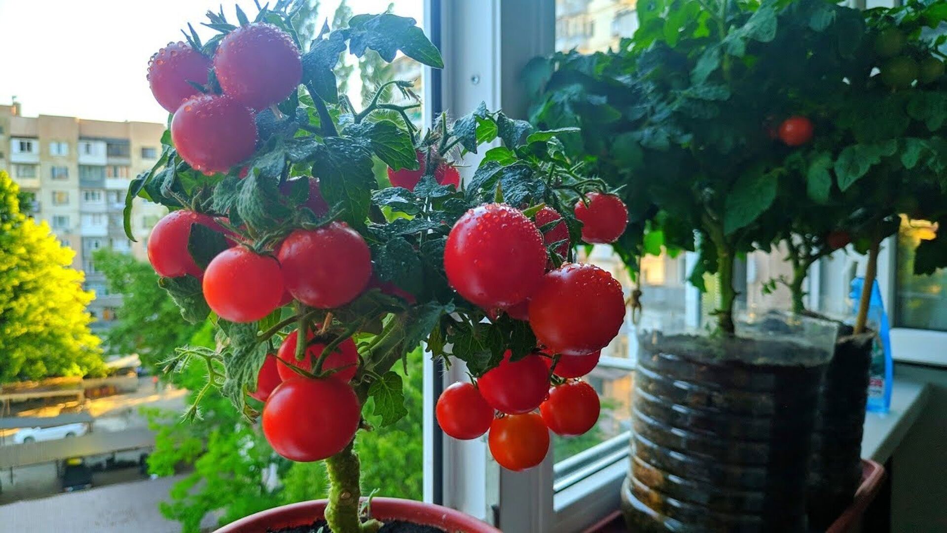 Балконные помидоры выращивание на подоконнике. Томат балконный красный f1. Черри балконное чудо. Томат черри красная шапочка комнатный. Балконные томаты черри.