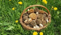 Сморчки не нужно жарить или солить: вот как поступают с грибами опытные кулинары