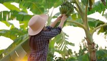 Миллиарды людей вскоре лишатся этих продуктов: стало известно о последствиях изменения климата