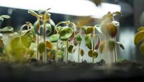 Не рискуйте замачивать семена томатов в этих растворах: потеряете весь урожай