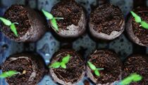 Просто помыть недостаточно: чтобы рассада точно взошла, горшки нужно подготовить особым образом