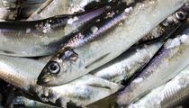 Срочно проверьте морозилку: вот от какой рыбы лучше избавиться