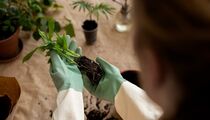 Стоит ли спасать засохшую рассаду: эксперт поставила точку в спорах