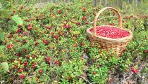 Фестиваль клюквы пройдет в Тверской области