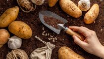 Перед посадкой картошки внимательно осмотрите клубни: вот какие точно не взойдут