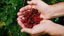 Малина будет выдавать рекордный урожай каждое лето: выбирайте саженцы с умом