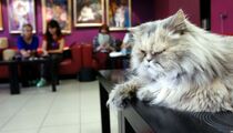 1 марта — праздник в котокафе «Республика кошек»