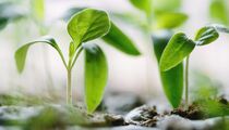 Не спешите хвататься за подкормки: чахлую рассаду спасет единоразовая процедура
