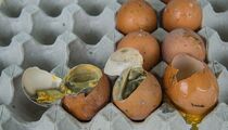 Распознаете тухлятину в два счета: рабочий способ проверить яйца прямо в магазине 