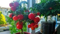Как самостоятельно выращивать помидоры, чтобы не тратиться на них летом?