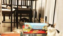 Котокафе Soulmate