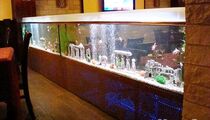 Fish / Фиш