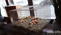 Фотографии ресторана «AQ Chicken»