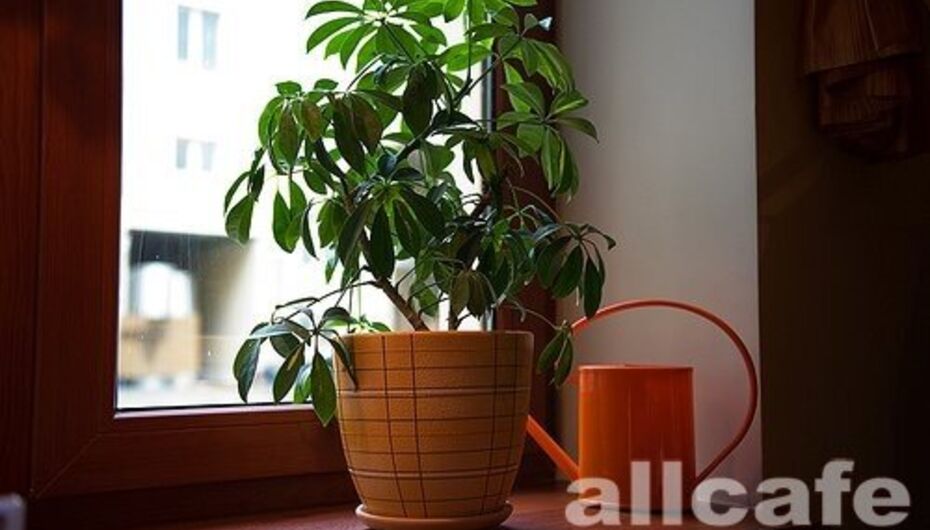 Ресторан Абажур