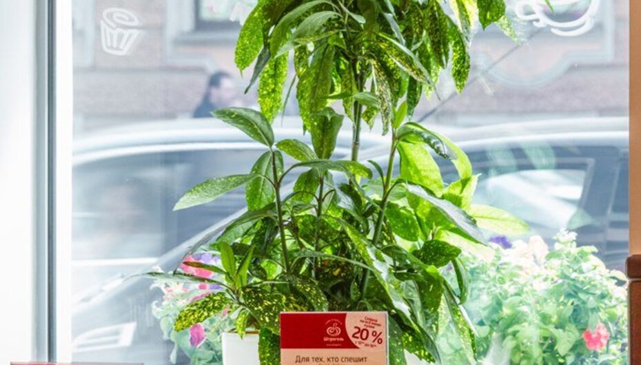 Отзывы о кафе Штрогель