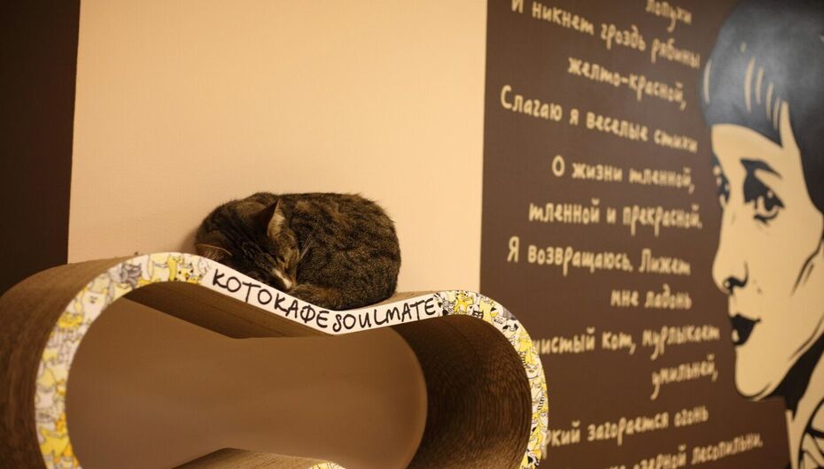 Отзывы о антикафе Котокафе Soulmate