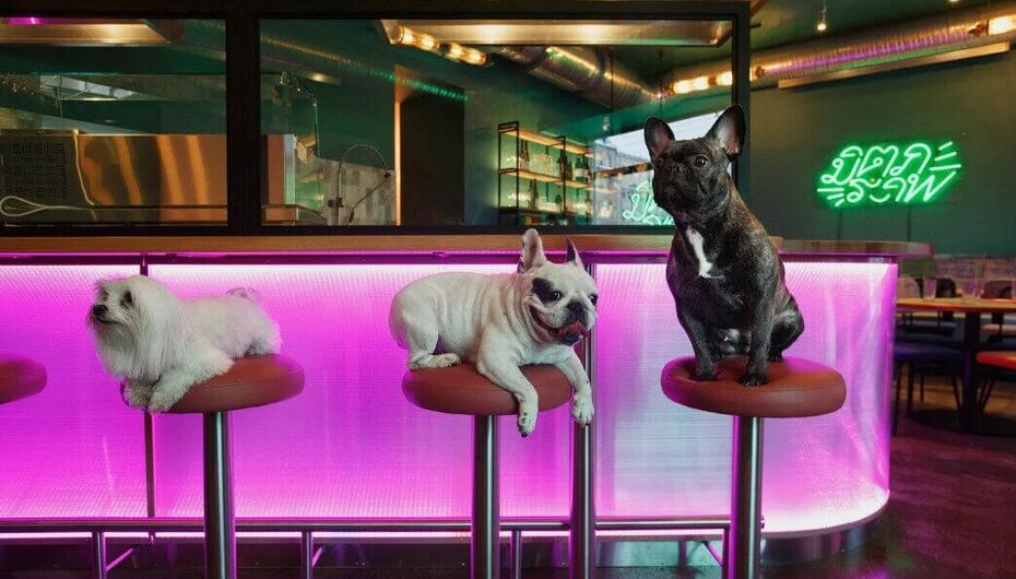 Ресторан Yoda Noodle Bar