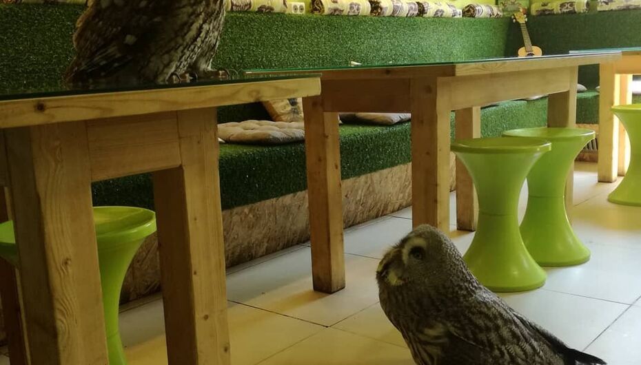 Отзывы о кафе Совиный дом