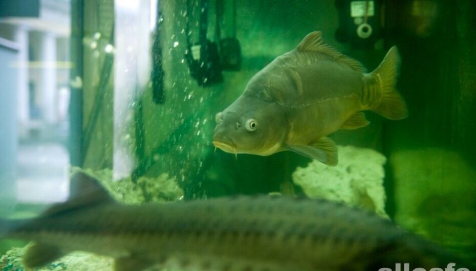 Отзывы о ресторане La Perla Fish House