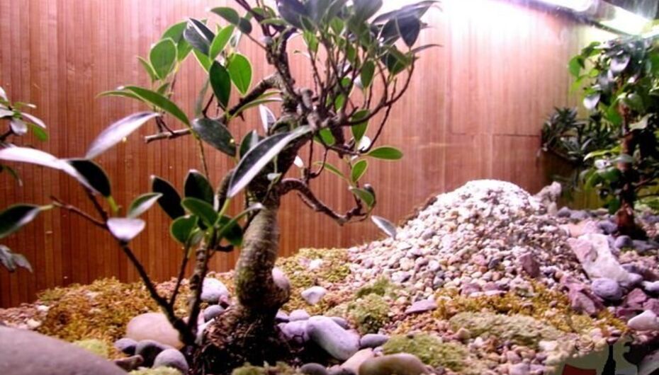 Ресторан Мисо