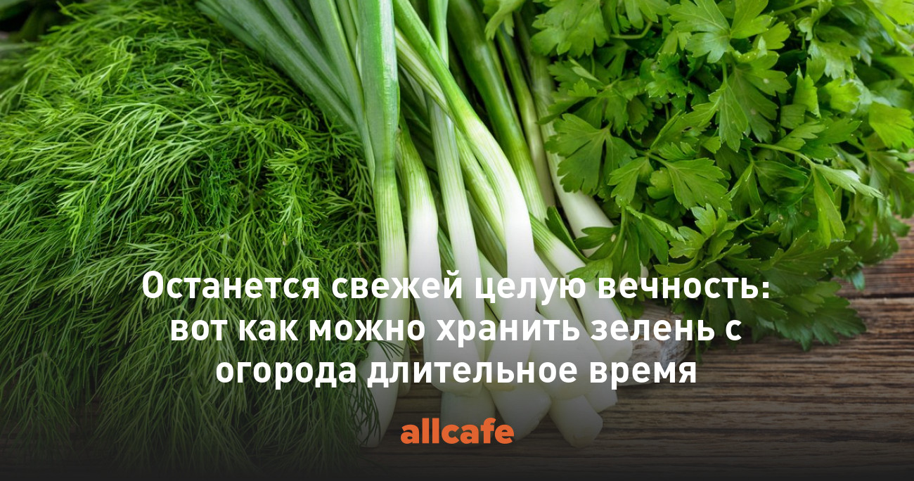 Останется свежей целую вечность: вот как можно хранить зелень с огорода  длительное время