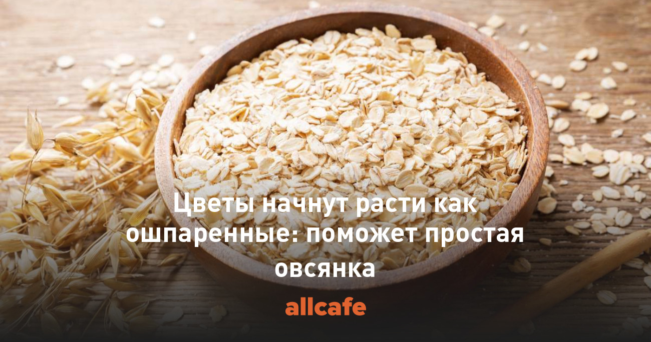 Цветы начнут расти как ошпаренные: поможет простая овсянка