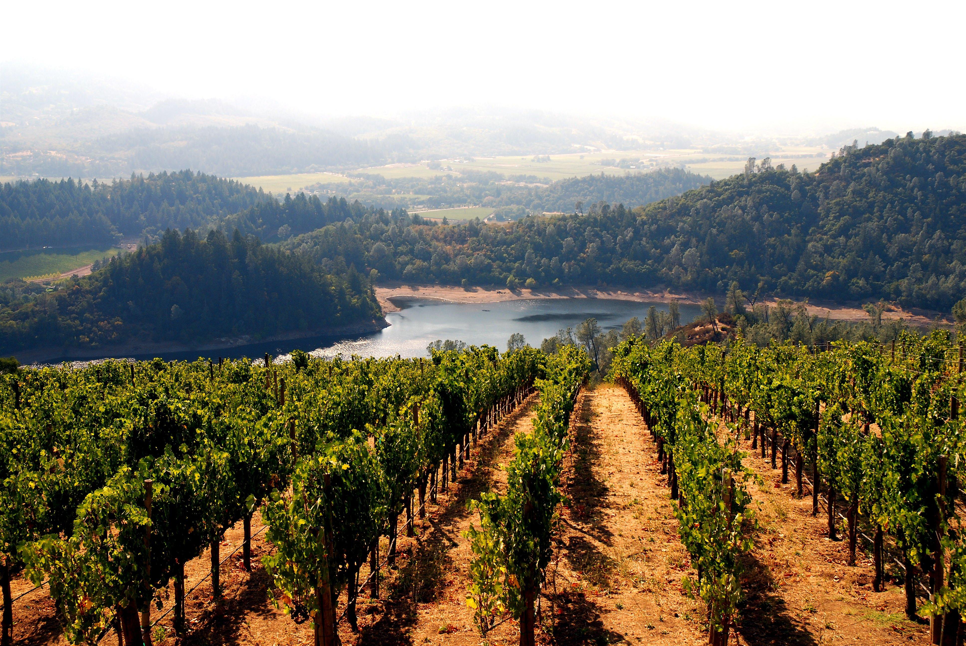 Долина вине. Napa Valley Калифорния. Калифорния Напа виноградники. Долина виноделия Напа. Виноградник в долине Напа Калифорния.